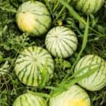 Tips for growing watermelons from seed. Where to plant watermelons, how to apply mulch, and common watermelon growing problems solved.