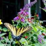 Tips for growing butterfly bushes in your garden. Butterfly Bush planting and care.