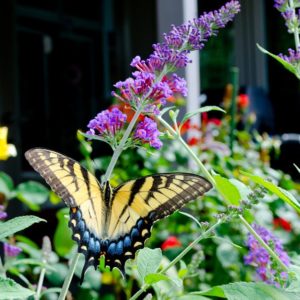Tips for growing butterfly bushes in your garden. Butterfly Bush planting and care.