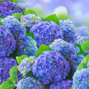 How to grow hydrangeas from cuttings. One of my favorite flower garden ideas for beginners.