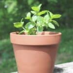 guide to preserving herbs