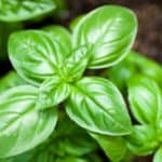 How to grow basil indoors, outdoors, in a pot, or from seed. One of my favorite herbs to grow in pots indoors to have fresh basil year round.