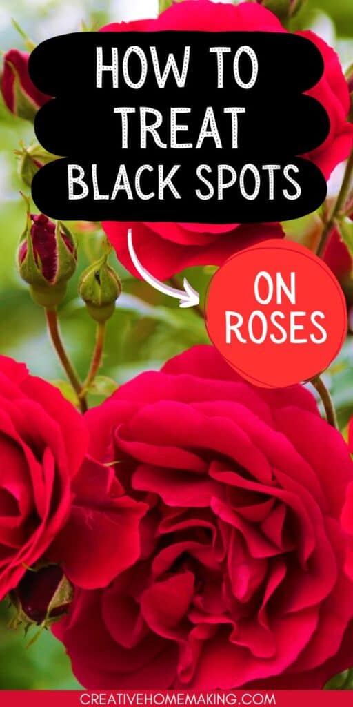 How to treat black spots on rose leaves. Expert tips and tricks!