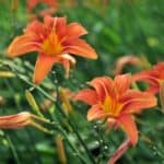 Orange daylilies bloom in a field