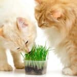 Medicinal uses for catnip. How to grow catnip, how to use catnip to make tea, and more.