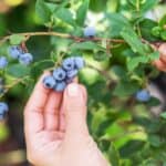 Looking for a unique way to add some zing to your salads and marinades? Try this easy recipe for homemade blueberry vinegar! The sweet and tangy flavor of fresh blueberries pairs perfectly with the acidity of vinegar, creating a versatile condiment that is sure to impress.