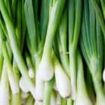 You can regrow green onions indoors in a glass of water quickly and easily on your own kitchen windowsill. See how much mine grew in one week!