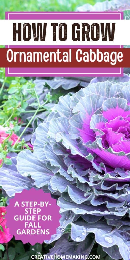 Discover the art of growing stunning ornamental cabbage in your garden! ✨ This vibrant, leafy beauty adds a pop of color to your landscape, especially in cooler months. Learn essential tips on soil preparation, sunlight requirements, and watering techniques to ensure your ornamental cabbage thrives. With its unique textures and hues, it’s perfect for borders, containers, or as a seasonal centerpiece. 