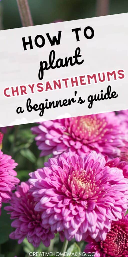 Looking to add a touch of elegance to your garden? Learn how to plant chrysanthemums and create a vibrant floral display that will impress all your visitors.