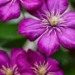 Elevate your container gardening game with these essential tips for growing stunning clematis in pots.