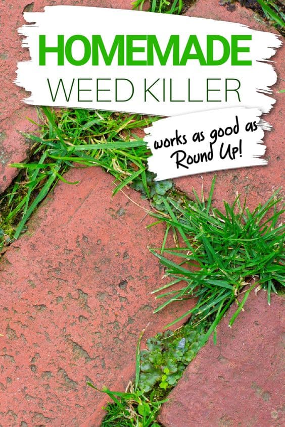 Homemade weed killer recipe for killing weeds in your yard and around your garden.
