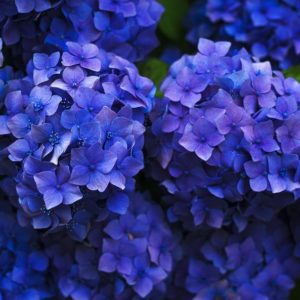 Expert tips for getting your hydrangeas to bloom.