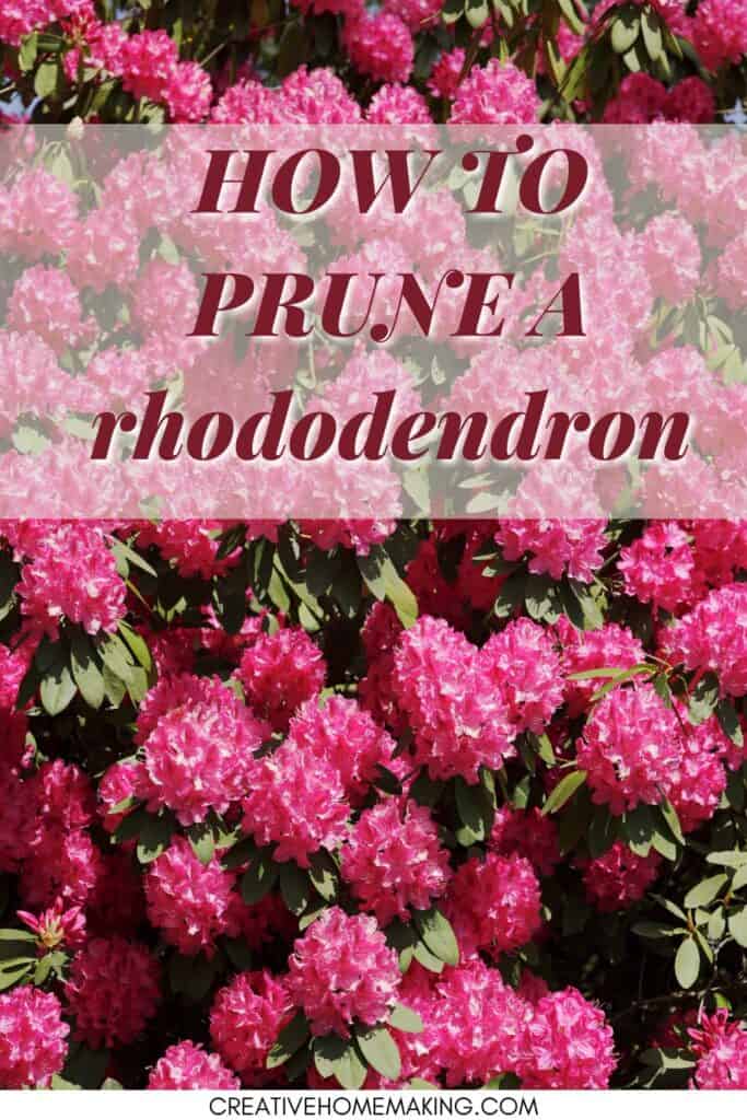 Tips for pruning a rhododendron. Easy tips for rhododendron care.