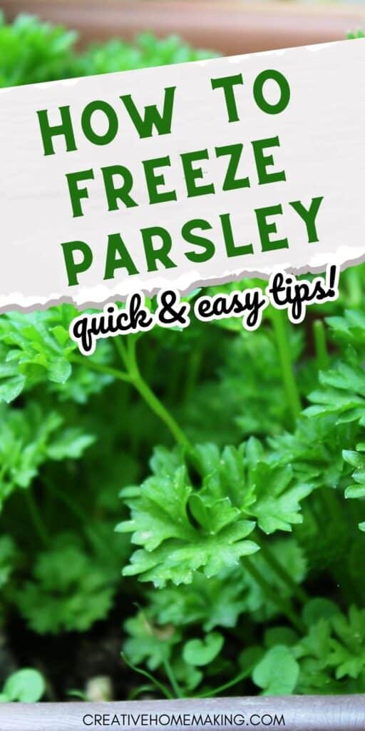 Discover the best way to freeze parsley and keep its fresh taste and aroma intact. Our easy-to-follow guide will teach you how to wash, chop, and store parsley for use in your favorite dishes all year round.