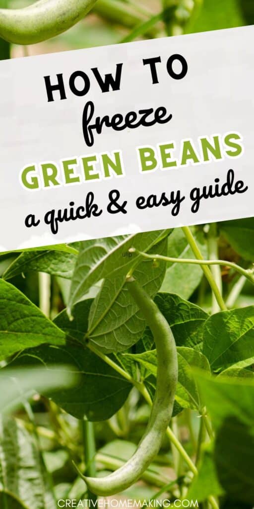 Keep the farm-fresh taste of green beans all year round with our simple guide to freezing. Learn how to preserve the crunch and nutrients for future meals with our easy steps.