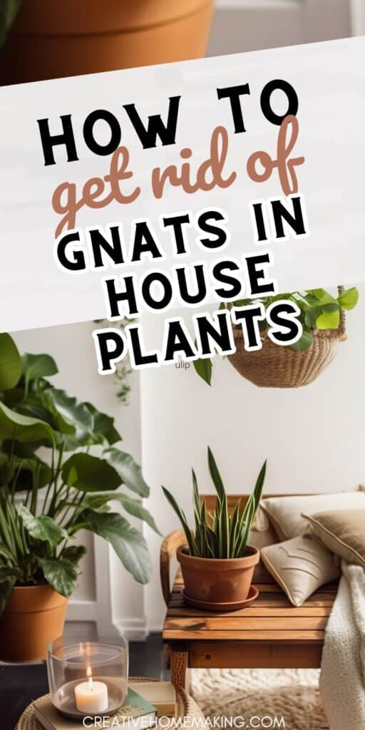 Say goodbye to pesky gnats in your houseplants with these simple and natural solutions! Keep your indoor greenery thriving and gnat-free.