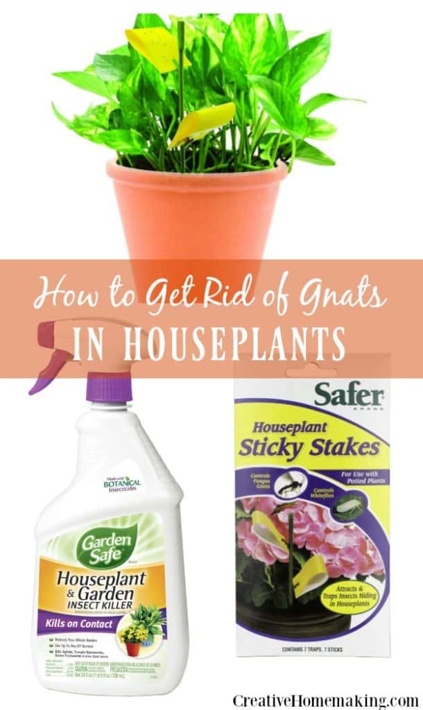 Are gnats bothering your houseplants? Easily rid your plants of them with these easy tips from our readers.