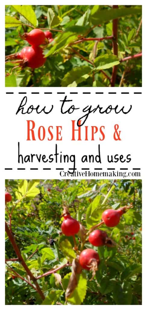 Harvesting rose hips. Information on growing, harvesting, and cooking with rose hips. Includes a recipe for rose hip marmalade