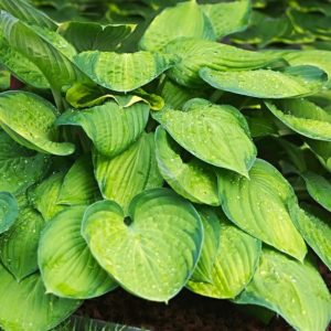 How to properly fertilize and care for your hosta plants.