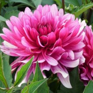 Discover the beauty of chrysanthemums with our step-by-step guide on how to plant these stunning flowers in your garden. Perfect for adding a pop of color to your outdoor space!