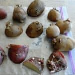 Growing potatoes is a fun activity the whole family can enjoy. They can be grown in trenches or in containers.