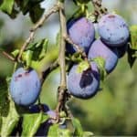 Information on growing and caring for plum trees.