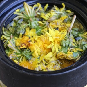 Pitcher of dandelion lemonade