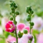 Bright pink hollyhocks growing in a field