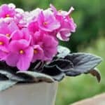 Pink African Violets in a pot