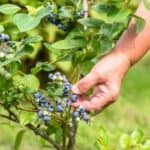 Easy hack for increasing the acid level of your soil for growing blueberries.