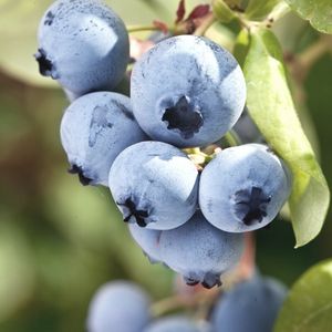 spiced blueberry jam recipe