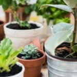 Easy home remedy for getting rid of gnats in your home, including a DIY gnat sticky trap and an easy DIY gnat spray.