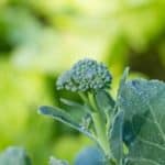 Tips for planting broccoli in spring or fall. Gardening tips for growing one of my favorite cool weather vegetables!