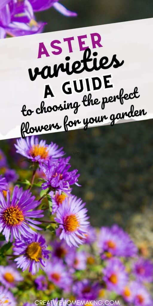 Looking for versatile and low-maintenance flowers? Explore the wide range of aster varieties and find the perfect blooms to brighten up your outdoor space.
