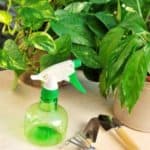 The best organic fertilizers for houseplants. Plant food for indoor plants.