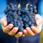 Have you found yourself with lots of grapes? Find out what to do with too many homegrown grapes, and use your food dehydrator and canner to preserve them.