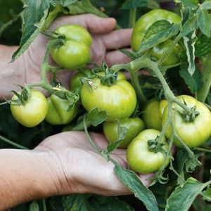 Easy recipe for canning green tomato salsa verde.
