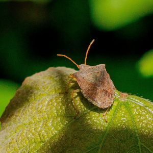 Natural ways for controlling squash bugs in your garden.
