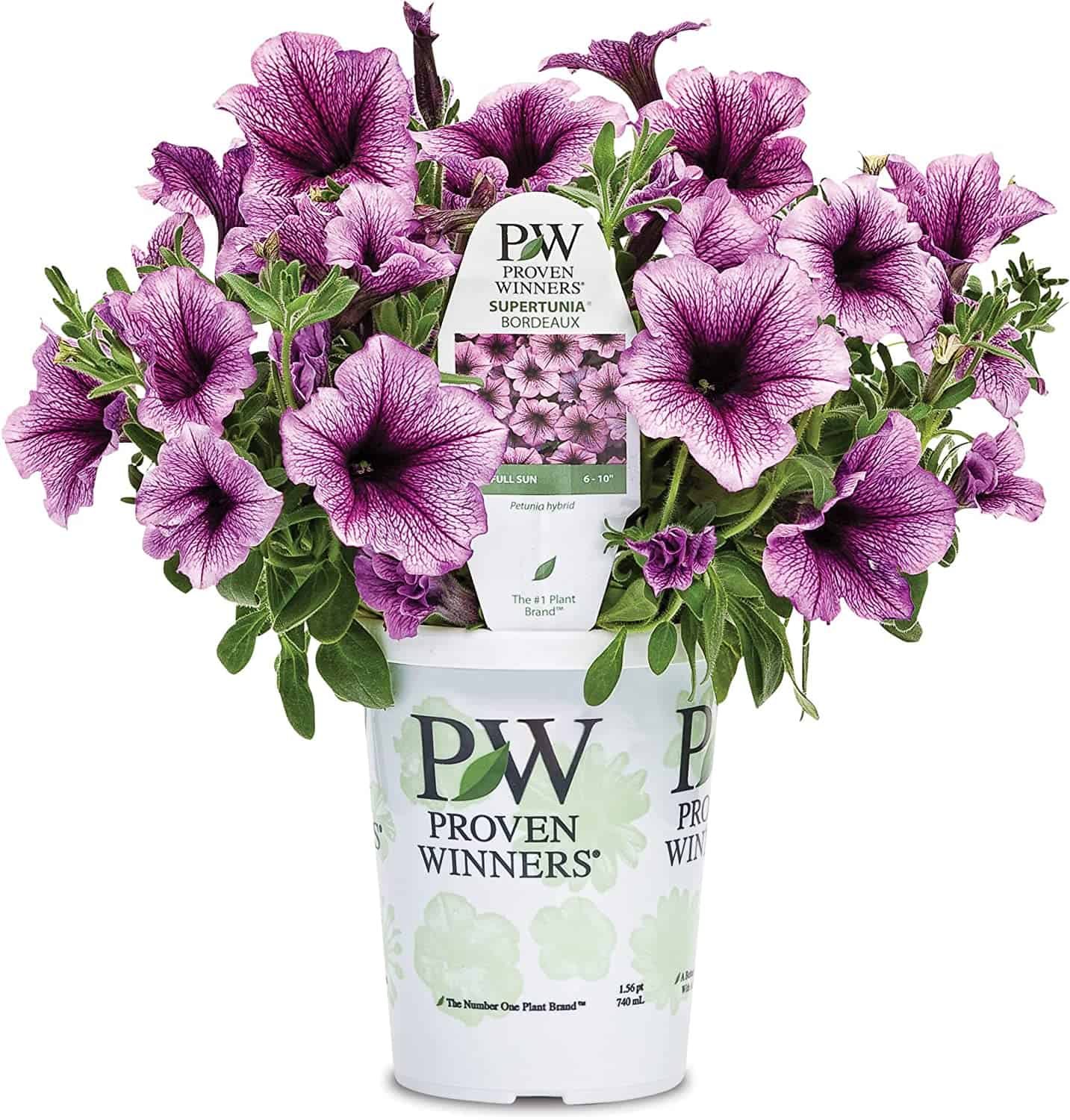 Proven Winners® Petunia - Supertunia Bordeaux - 4 Plants Per Pack