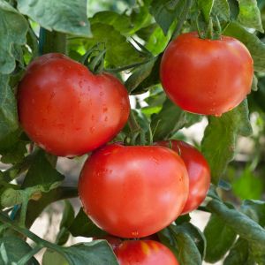 Causes and solutions for black bottoms or blossom end rot.