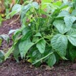 Maximize your bush bean harvest in a small space with square foot gardening, Maximize your beans' yield while minimizing the space required.