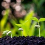 How far apart to plant green beans. Tips for planting, growing and harvesting green beans in your garden.