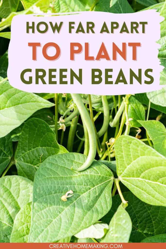 How far apart to plant green beans. Tips for planting, growing and harvesting green beans in your garden.