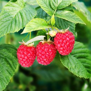 How to transplant raspberries. Transplanting raspberries can be a great way to give your garden a fresh start and help your raspberry plants thrive.