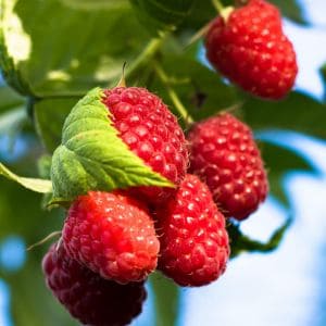 Divided raspberry canes ready to be replanted in a garden row