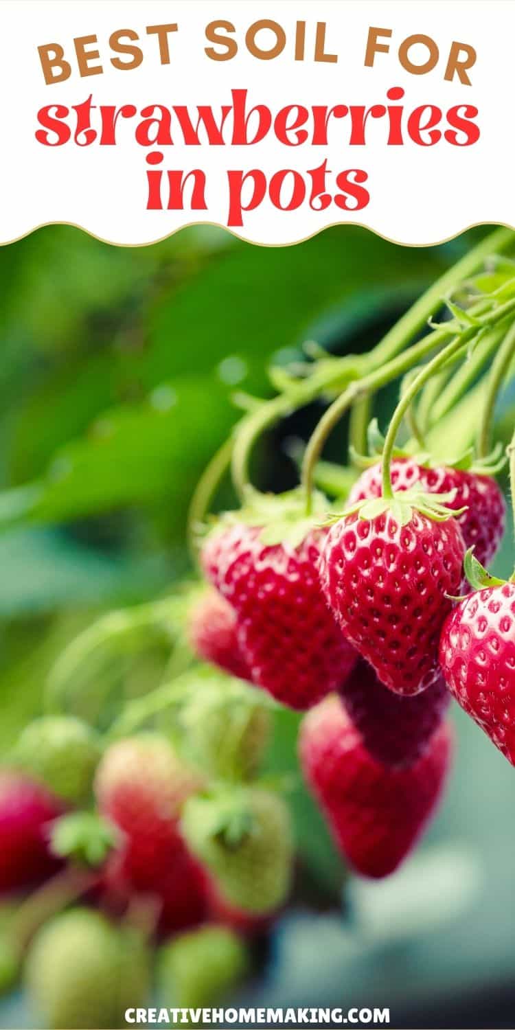 Discover the Best Soil for Growing Strawberries in Pots! Container with strawberries growing in rich, well-draining soil