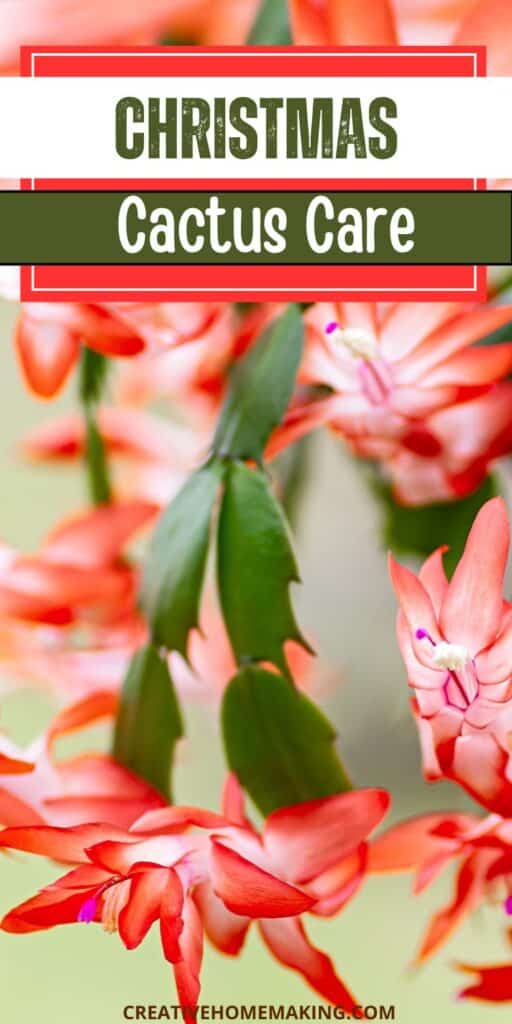 Want to ensure your Christmas cactus flourishes during the festive season? Discover essential care tips to keep your plant healthy and vibrant! From optimal lighting and watering techniques to the perfect temperature and humidity levels, this guide will help you provide the best environment for your cactus to bloom beautifully.  Learn how to encourage those stunning, colorful flowers and keep your Christmas cactus thriving year after year. With the right care, your holiday plant will be a stunning centerpiece for your home! 