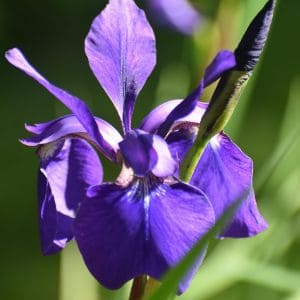 Dividing irises is the secret to fuller blooms! Learn exactly when and how to divide and transplant iris bulbs for a stunning garden display.