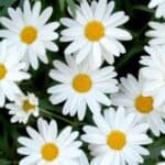 Transform your garden into a blooming paradise with these DIY homemade fertilizer recipes for flowering plants. Discover how you can nourish your plants with natural ingredients and watch them thrive in no time!