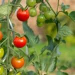 Maximize your tomato plant's potential with our ultimate guide to pruning tomatoes.
